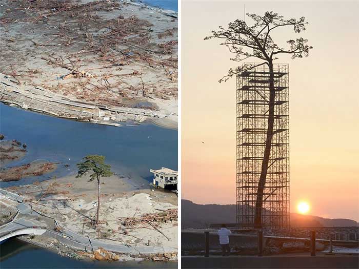 satu satunya phon yang mampu bertahan tetap hidup setelah tsunami besar yang menghantam jepang - 10+ Pohon unik ini tetap hidup walaupun kondisi lingkungan tidak memungkinkan