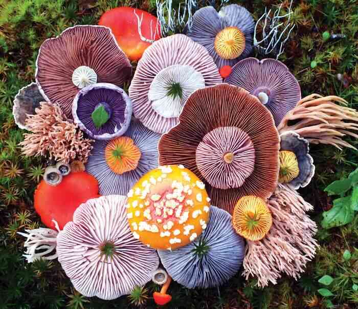 Wow...Indahnya Jamur Liar Ini Bikin Takjub Bagi Yang Melihatnya mushrooms nature medley jill bliss 1 - Wow...Indahnya Jamur Liar Ini Bikin Takjub Bagi Yang Melihatnya